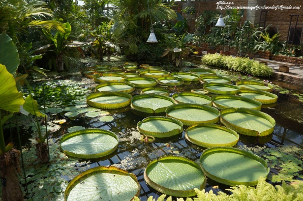 The Amazon water lily grown inside the Tropical Dream Center at Ocean Expo Park in Motobo, Okinawa, Japan. 