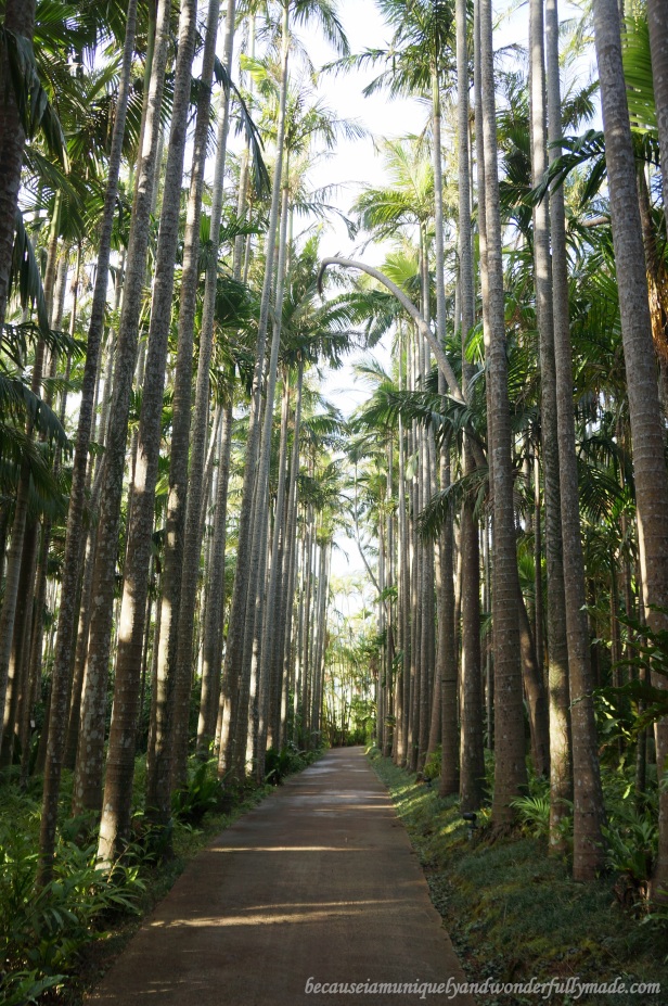A beautiful row of palm trees at Southeast Botanical Garden in Okinawa City, Okinawa, Japan. (東南植物楽園 Tōnan Shokubutsu Rakuen)