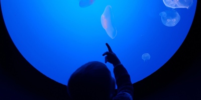 Tanks of jellyfish at Ripley's Aquarium of the Smokies in Gatlinburg, Tennessee.