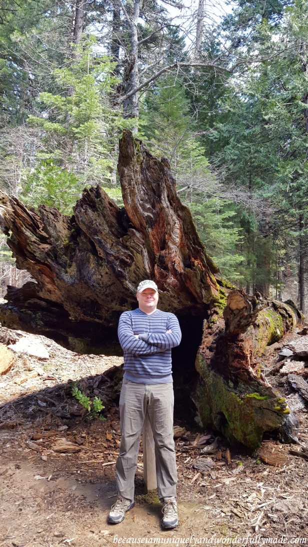 One of the two fallen sequoia trees at Placer County (Sequoia) Grove.