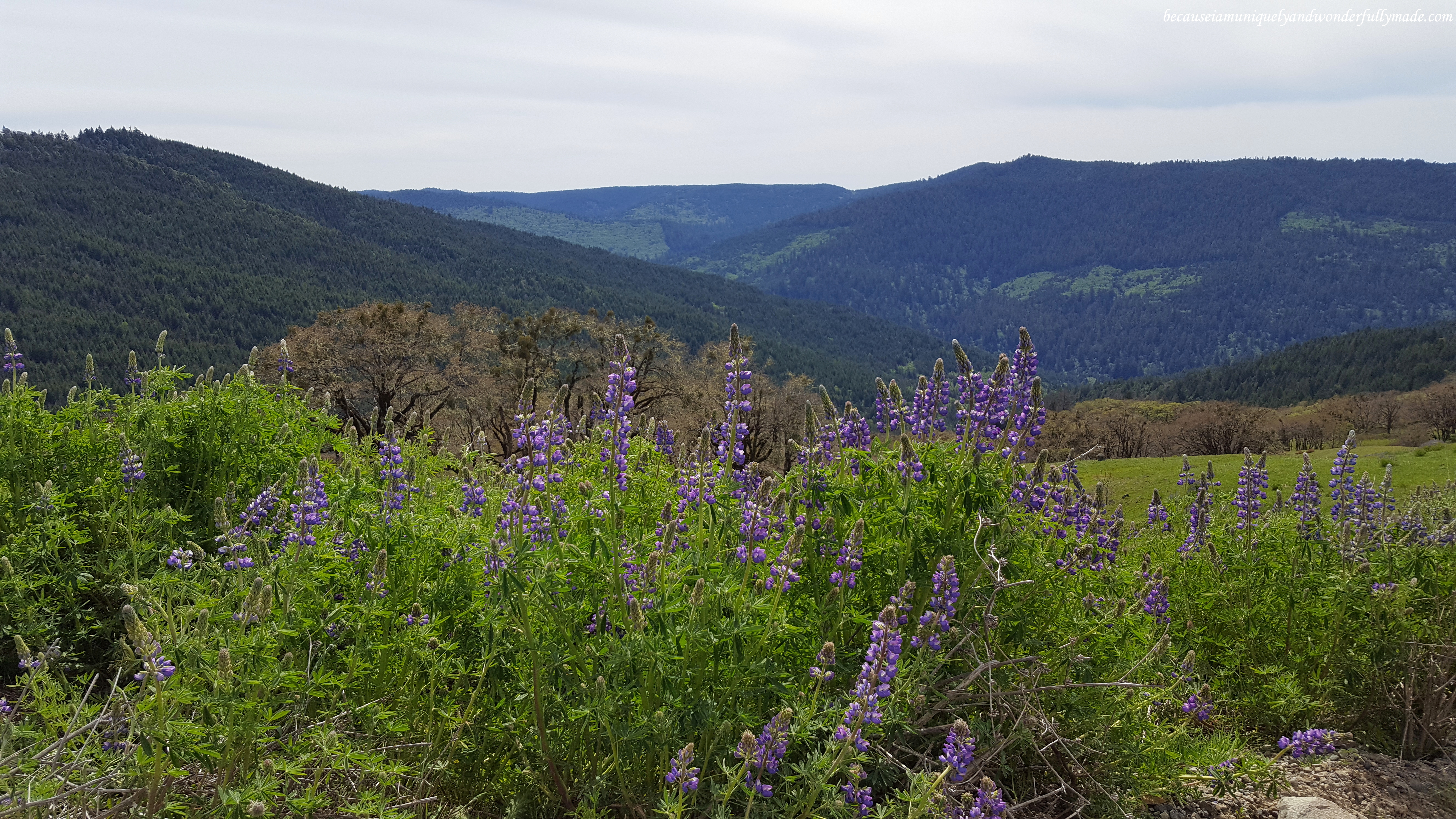 Picturesque mountain view and wild lupines along Bald Hills Road.