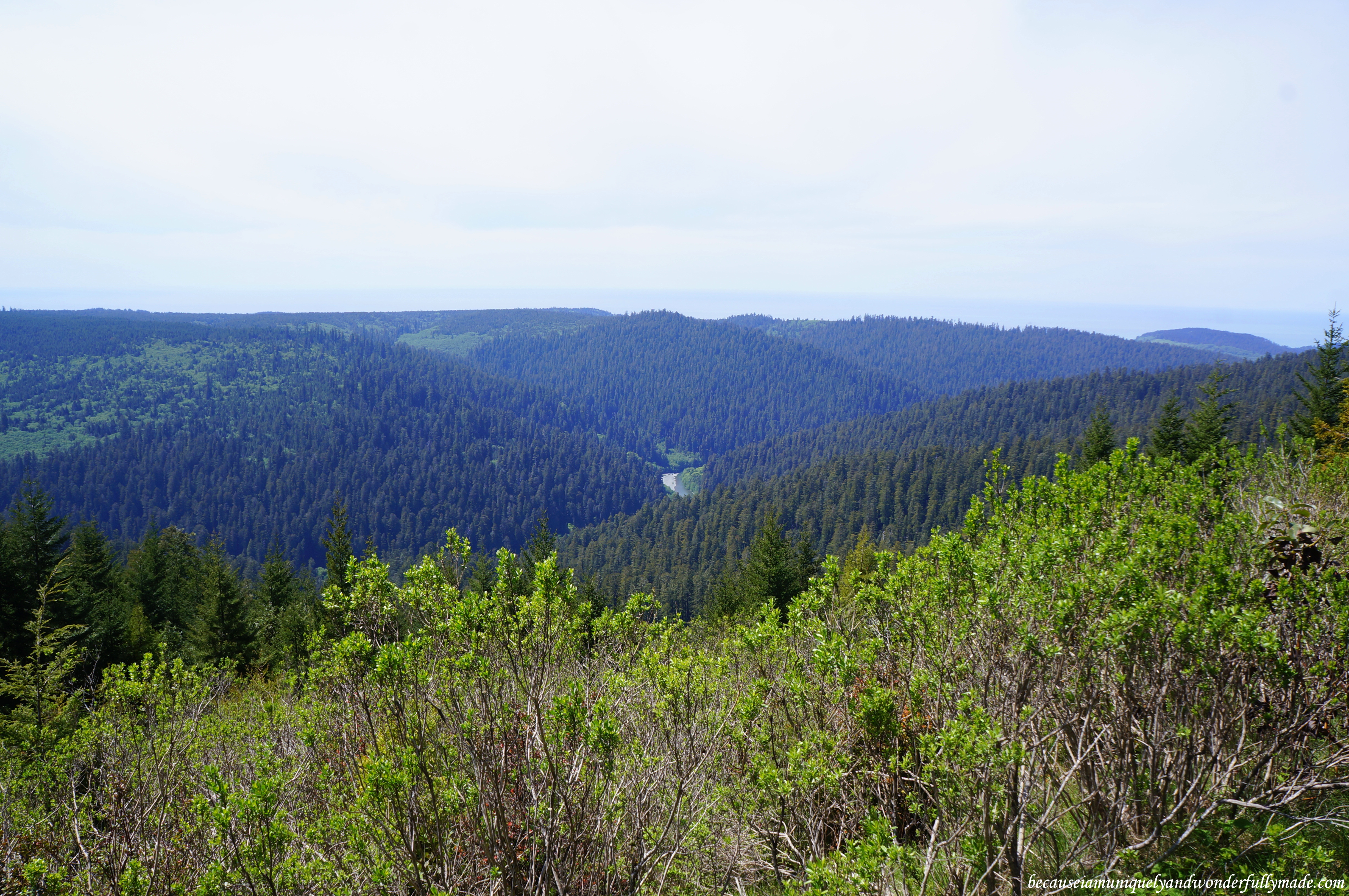 A panoramic view from the Redwood Creek Overlook offers a lookout to the Tall Trees Grove that hosts a former title-holder of world’s tallest tree. The Pacific Ocean can be in the distance.