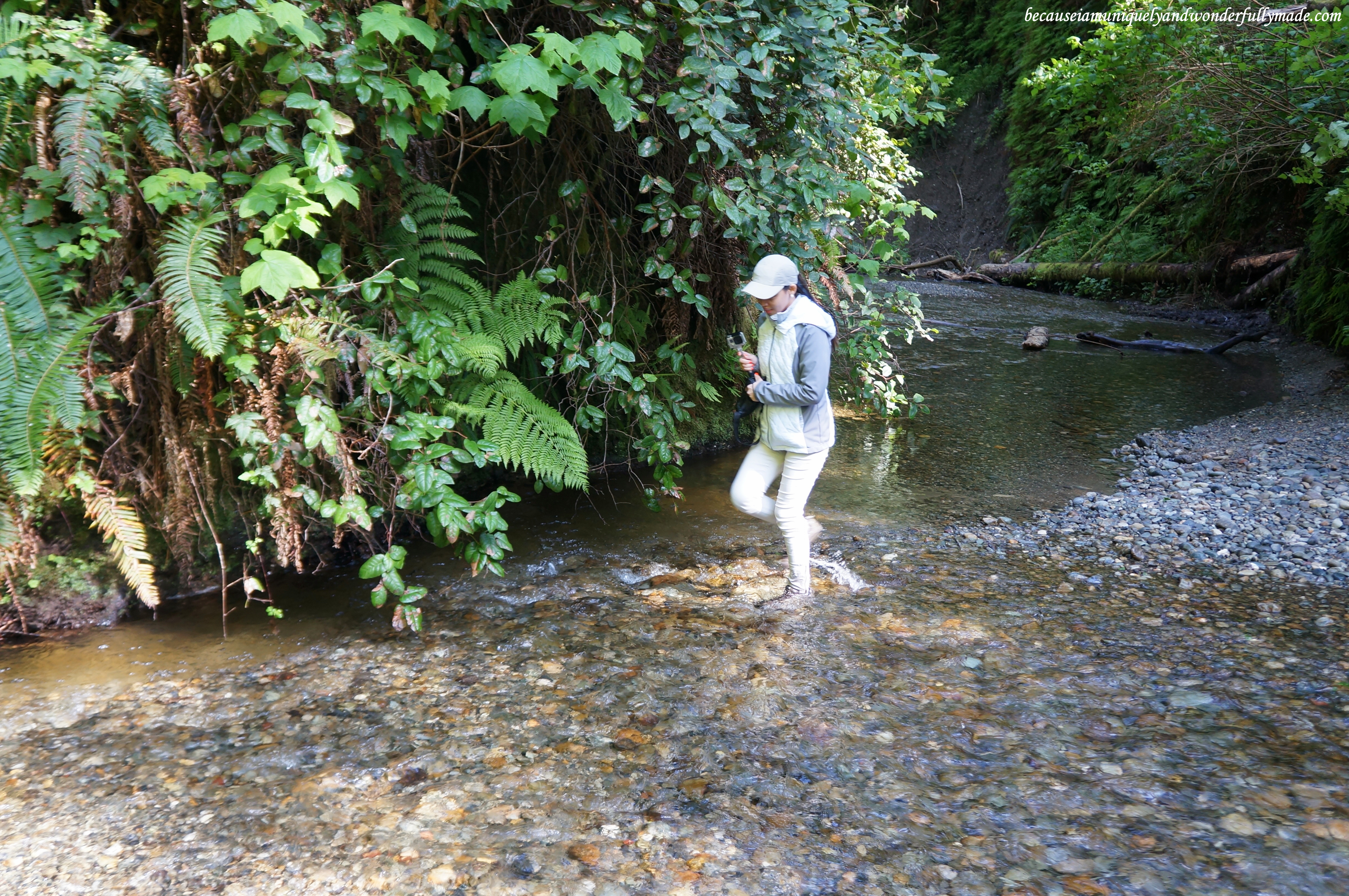 Fern Canyon Trail Loop requires a lot of wading through Home Creek waters. 