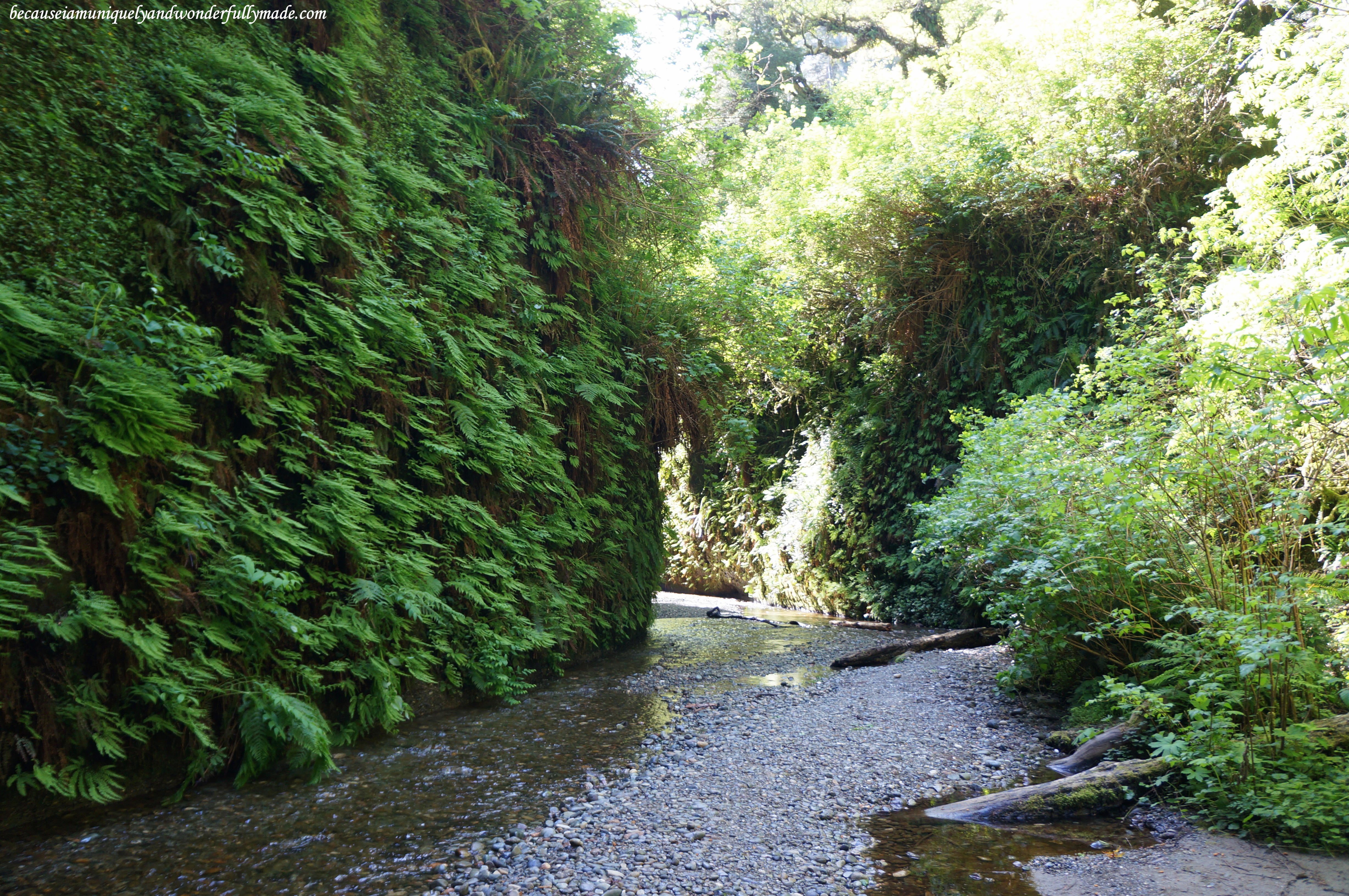 The 50-feet canyon walls at Fern Canyon is carpeted with ferns and moss that can be traced to be over 300 million years old.