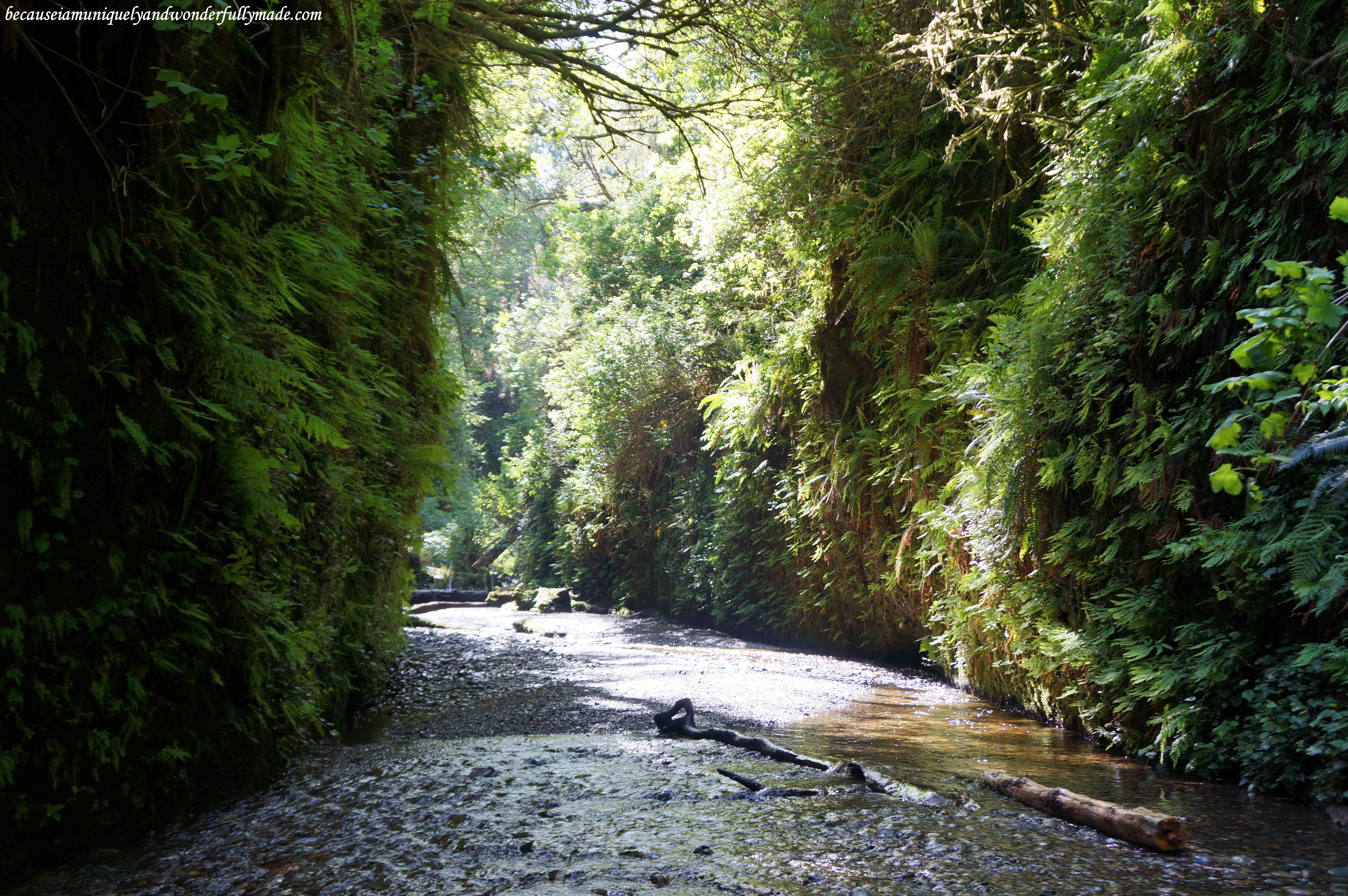 Looking at this view of Fern Canyon is like looking at the world through time. This canyon was carved by erosion millions of years ago. 
