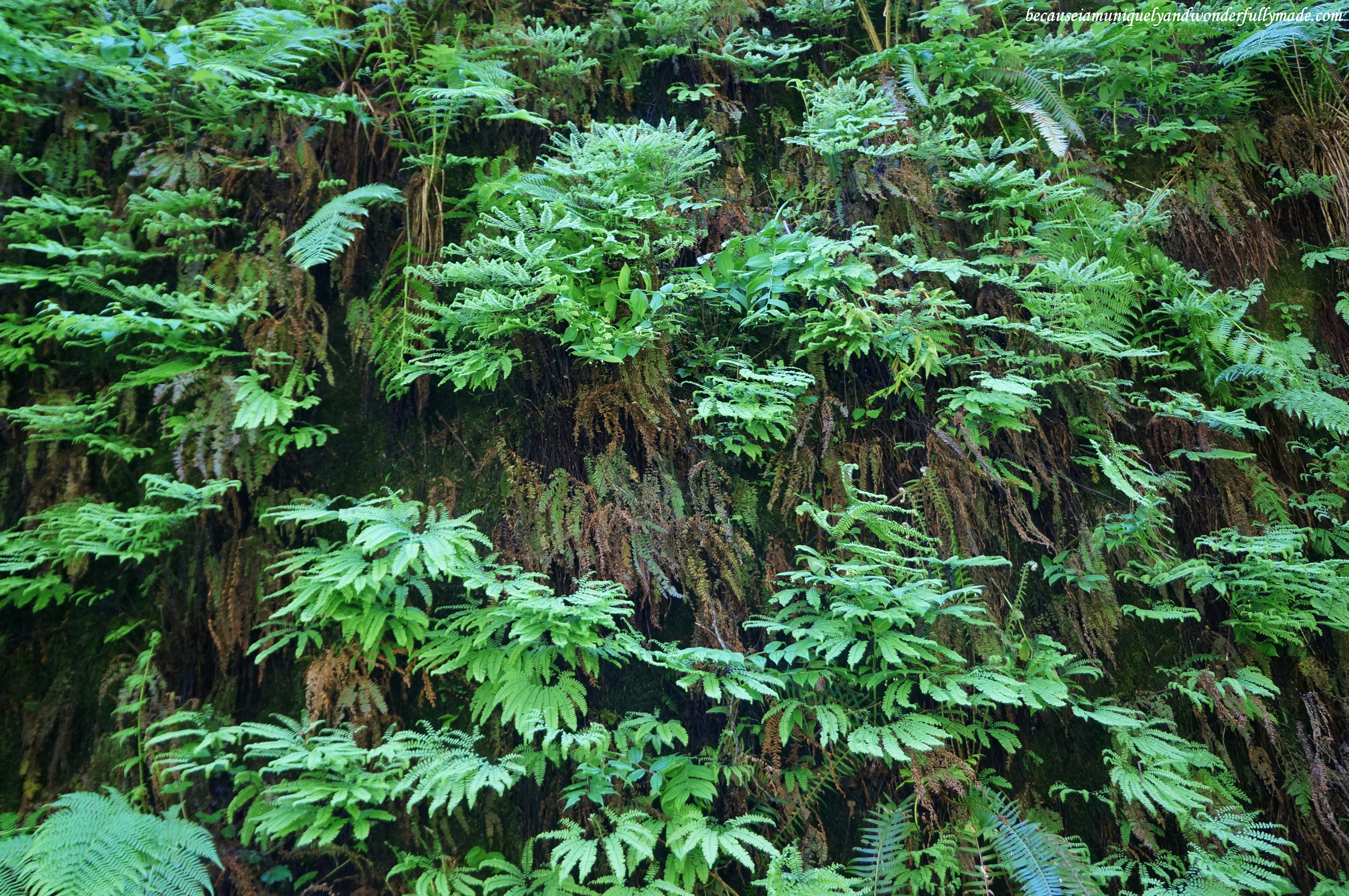 The walls of Fern Canyon is carpeted with ferns and moss that drips. Some of these fern species can be traced to be over 300 million years old. 