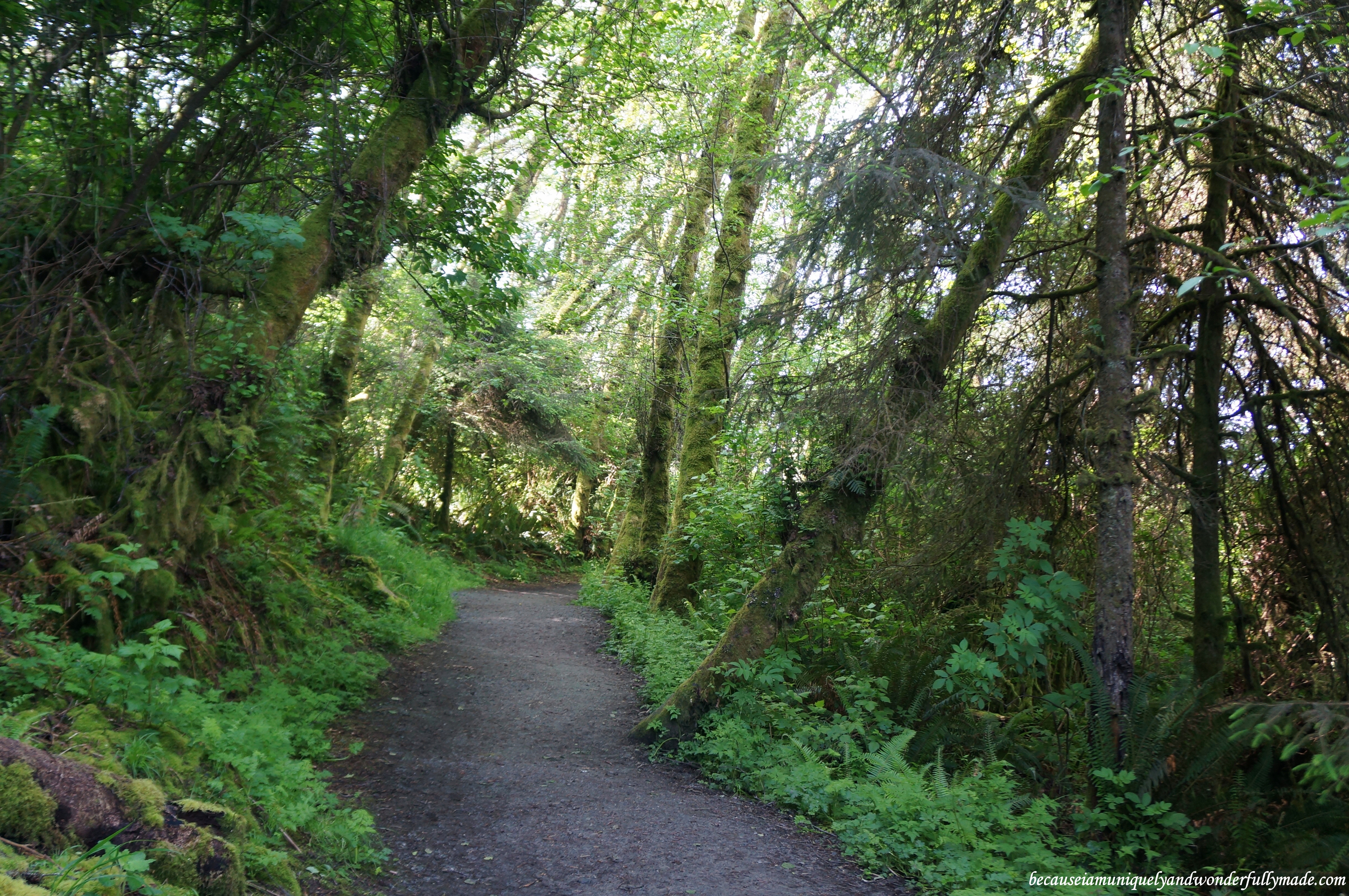 Walking towards the start of the Fern Canyon Loop Trail at Redwood National and State Park in California.