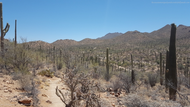 Looking back at our Valley View Overlook trail at Saguaro National Park.
